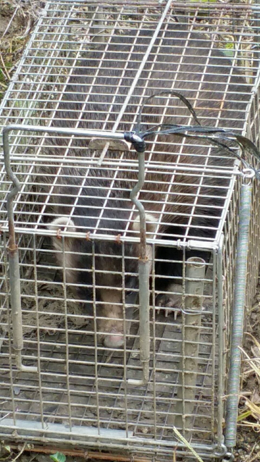 タヌキの溜糞について良い対策を教えて下さい 鳥獣害q A