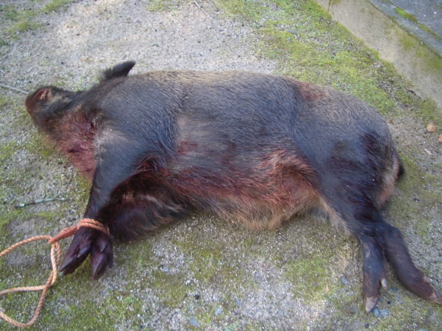 ウリ坊だけ箱罠に捕まるのはなぜでしょうか 親と一緒に行動していない 鳥獣害q A